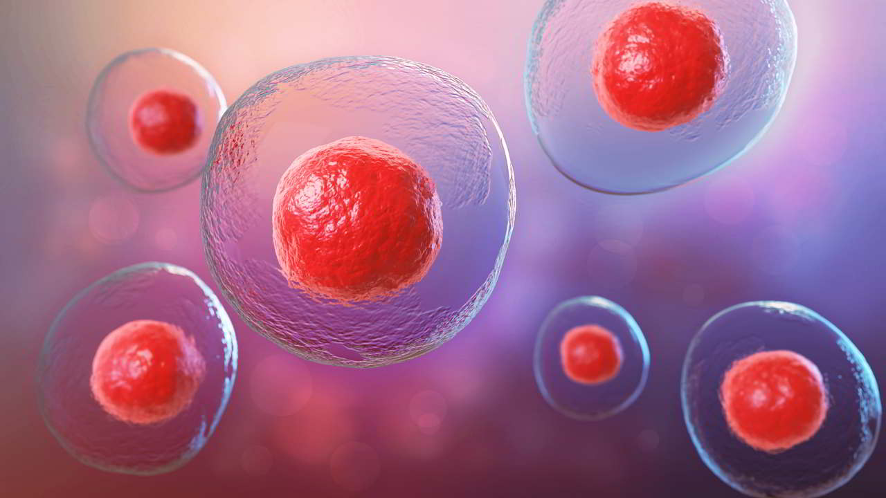 stem-cell-in-ivf